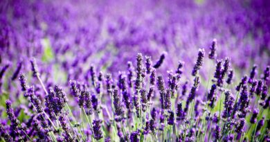 Cultură de lavandă, lavanda