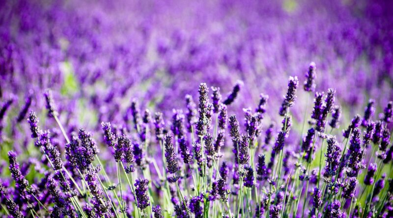 Cultură de lavandă, lavanda