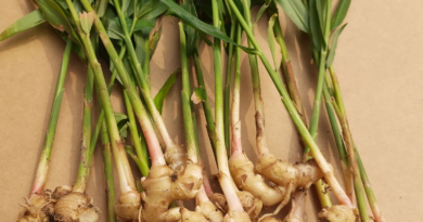 ghimbirul, plantă condiment și medicament