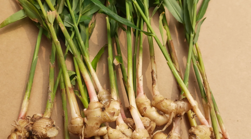 ghimbirul, plantă condiment și medicament